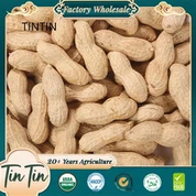 Ниска цена, изванредан квалитет и најбоља цена кинески печени кикирики у љусци